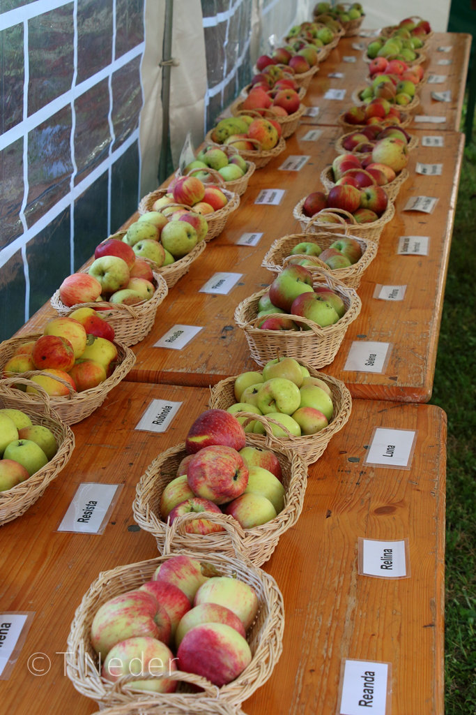 Eine Apfel- und Birnenausstellung, bestehend aus ca. 60 alten und neueren Sorten, begleitete fachlich die Sortenbestimmung.
