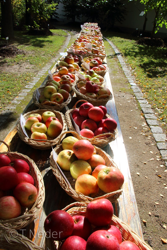 Neben 18 Weinrebsorten konnten auch etwa 70 Apfel- und Birnensorten bestaunt werden.