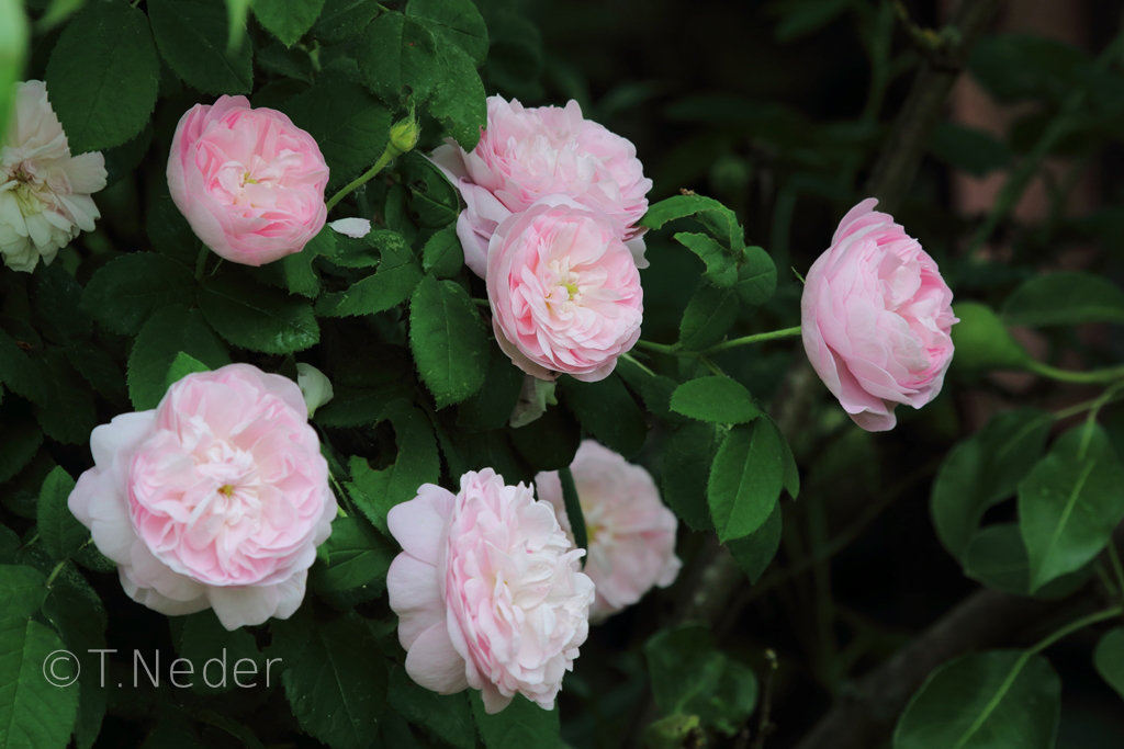 Maiden`s Blush, eine von vielen empfehlenswerten alten Rosensorten